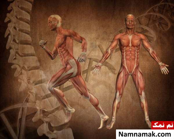 ماهیچه های موجود در بدن