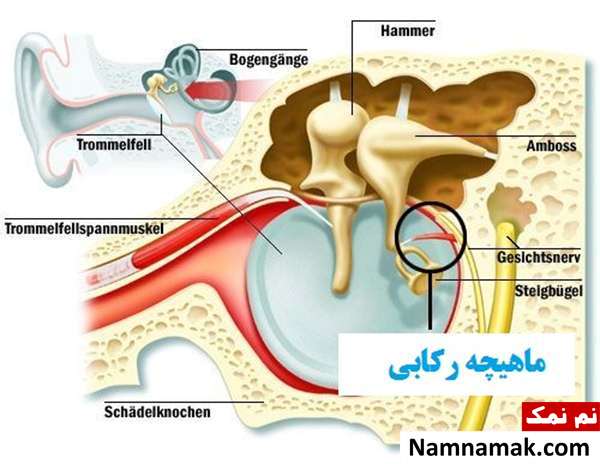 ماهیچه رکابی ضعیفترین و کوچکترین ماهیچه بدن ضعیفترین و کوچکترین ماهیچه بدن چیست؟