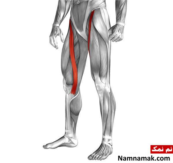 ماهیچه خیاطه درازترین عضله بدن