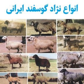 نژاد گوسفندان ایرانی
