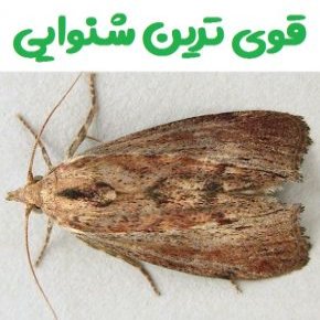 قوی ترین شنوایی