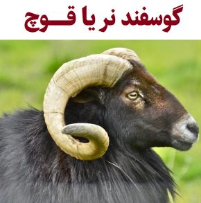 گوسفند نر یا قوچ چیست؟ [عکس]