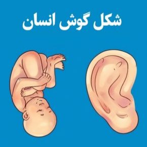 شکل گوش انسان