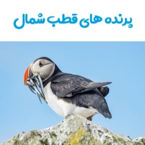 پرنده های قطب شمال
