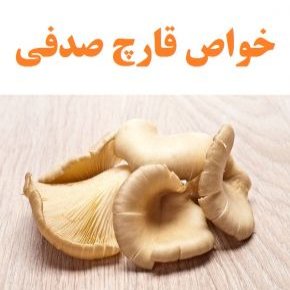 خواص قارچ صدفی