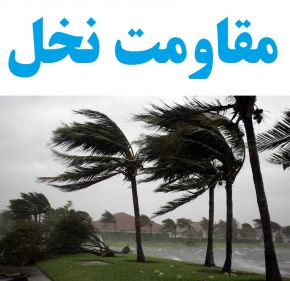 دلایل اصلی مقاومت نخل و درخت خرما در طوفان