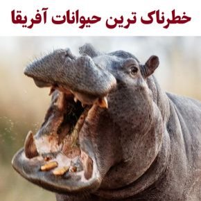 خطرناک ترین حیوانات آفریقا کدامند؟