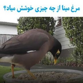 علاقه مندی های مرغ مینا