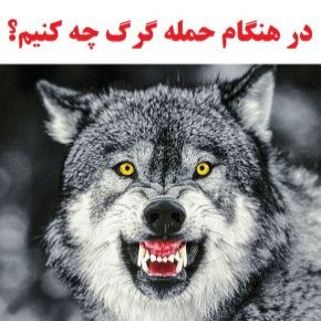 حمله گرگ