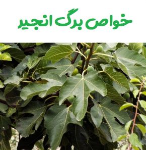 خواص برگ انجیر و روغن دانه انجیر + روش مصرف