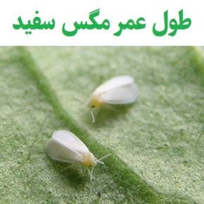 طول عمر مگس سفید