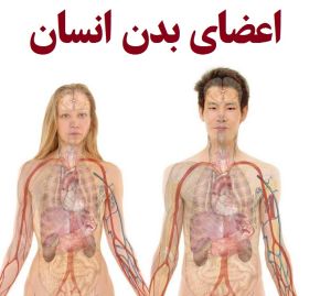 اسم تمام اعضای بدن انسان با عکس [لیست]