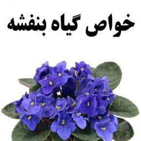 خواص گیاه بنفشه