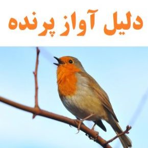 آواز خواندن پرندگان
