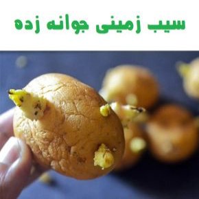 سیب زمینی جوانه زده