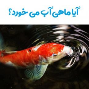 آب خوردن ماهی
