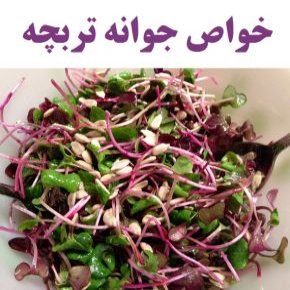 جوانه تربچه