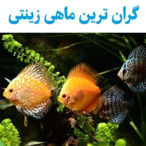 گران ترین ماهی زینتی