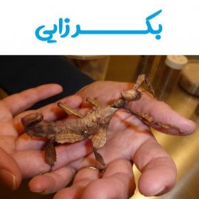 بکرزایی