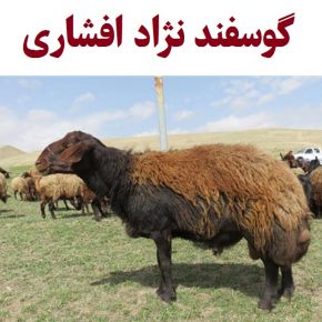 گوسفند نژاد افشاری چیست؟ [عکس میش ، قوچ و بره]