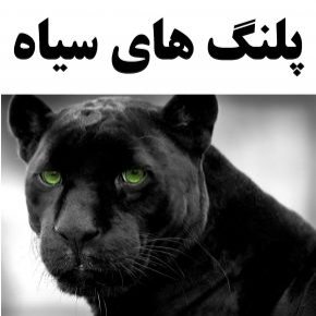 پلنگ های سیاه