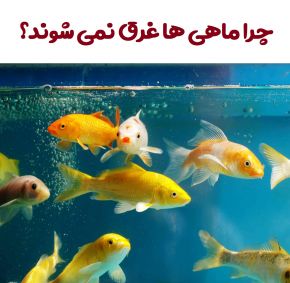 چرا ماهی ها غرق نمی شوند؟