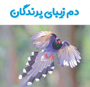 پرندگانی که صاحب زیباترین دم در جهان هستند! + عکس
