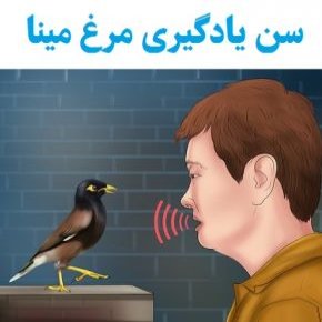 سن یادگیری مرغ مینا