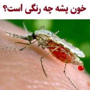 خون پشه