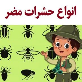 حشرات مضر