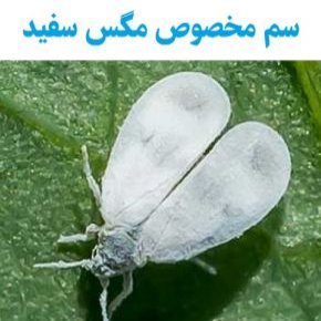 سم مخصوص مگس سفید