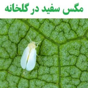 مگس سفید در گلخانه