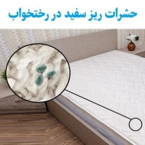 حشرات ریز سفید در رختخواب