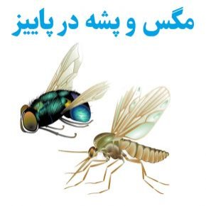پشه در پاییز