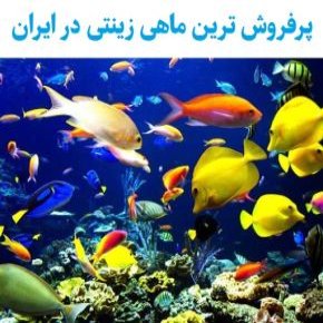 پرفروش ترین ماهی های زینتی در ایران کدامند؟