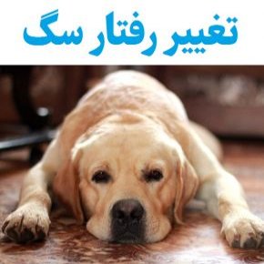 تغییر رفتار سگ
