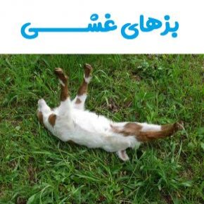 غش کردن بز