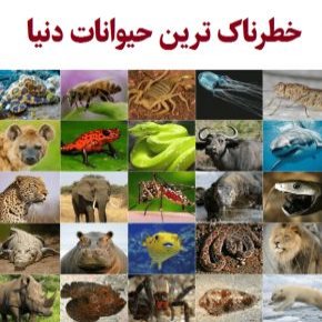 خطرناک ترین حیوانات دنیا