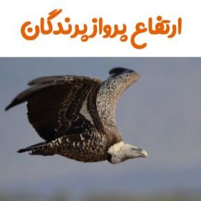 ارتفاع پرواز پرندگان