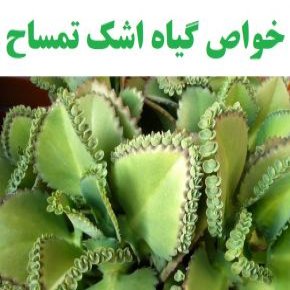 خواص گیاه اشک تمساح