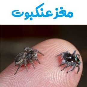 مغز عنکبوت