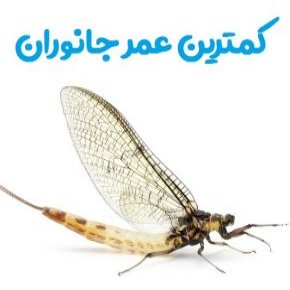کمترین عمر جانوران
