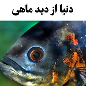 دنیا از دید ماهی