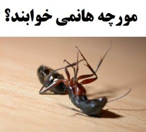 آیا مورچه ها ریه ندارند و نمی خوابند؟!