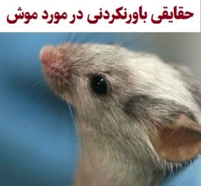 حقایقی باورنکردنی در مورد موش ها