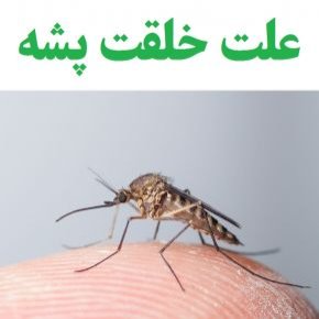 فواید پشه
