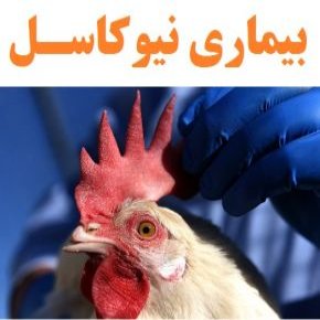 بیماری نیوکاسل