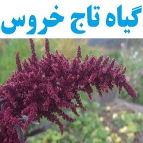 فواید گیاه تاج خروس