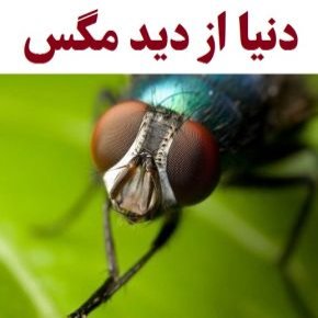 دنیا از دید مگس