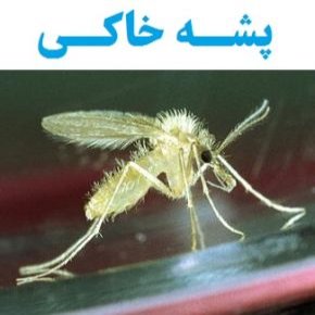 پشه خاکی